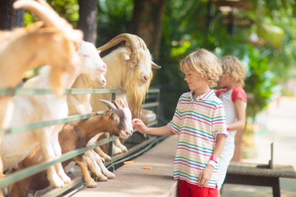 A young child pets a goat